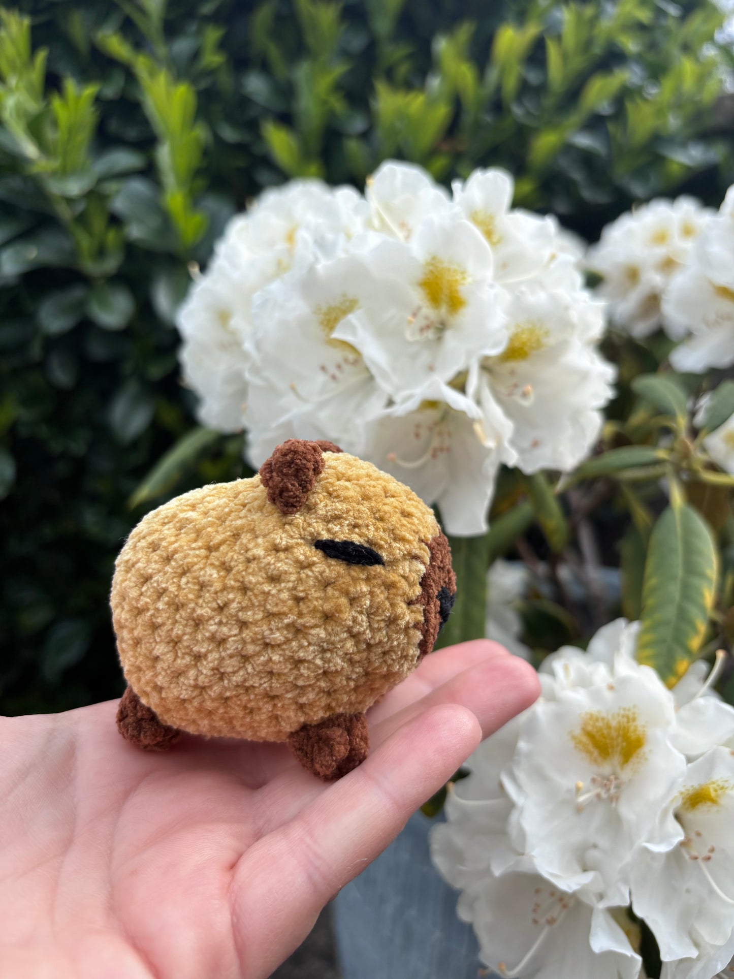 CAPYBARA